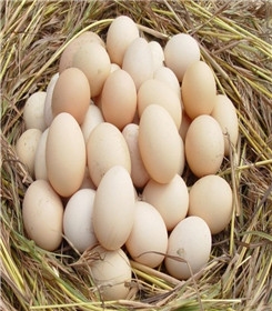 深圳洋鸡蛋