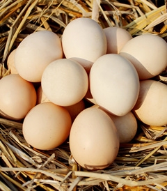 内蒙古洋鸡蛋