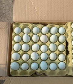 内蒙古洋鸡蛋