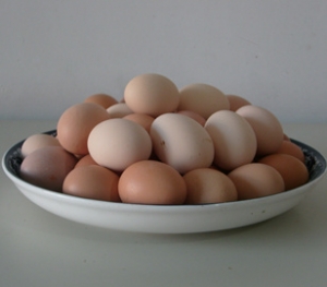 草鸡蛋价格